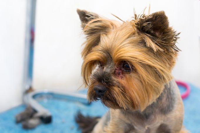 yorkshire terrier dog breed with fungal infection, malassezia, around the eyes