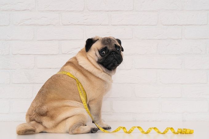 A cute fat pug sits wrapped in a yellow measuring tape near a white brick wall