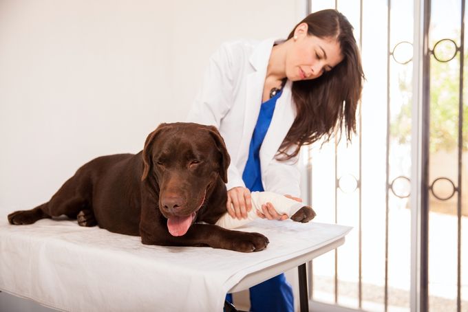 A Brown Lab being examined after cruciate ligament rupture surgery