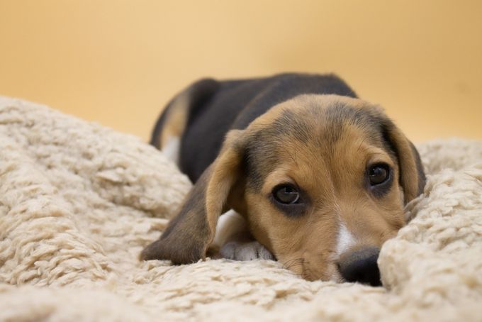 Dogs With Least Health Issues - Beagle