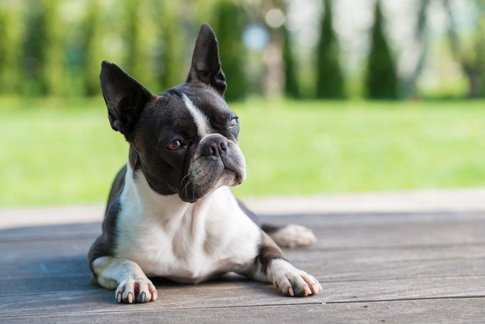 Boston terrier dog on brown terrace - shallow depth of field