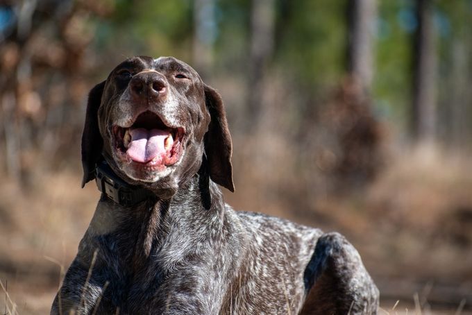 Dogs With Least Health Issues - German Shorthaired Pointer