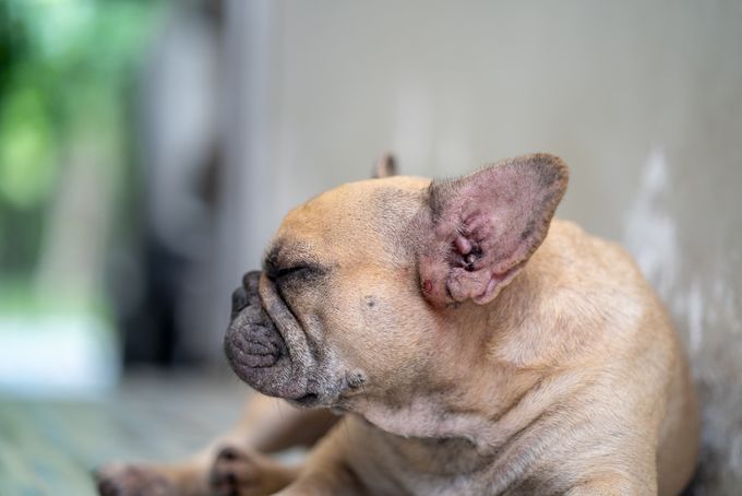 French bulldog with skin disease, allergy skin or rash lying on floor.