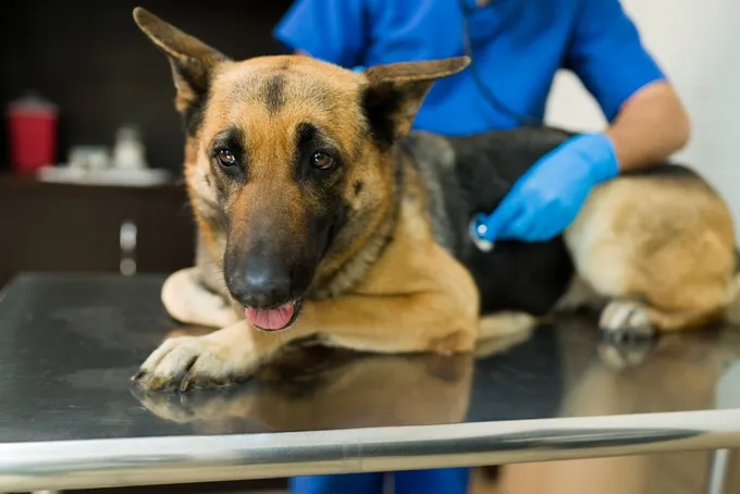 A vet examining a German Shepherd, looking for signs of degenerative Myelopathy
