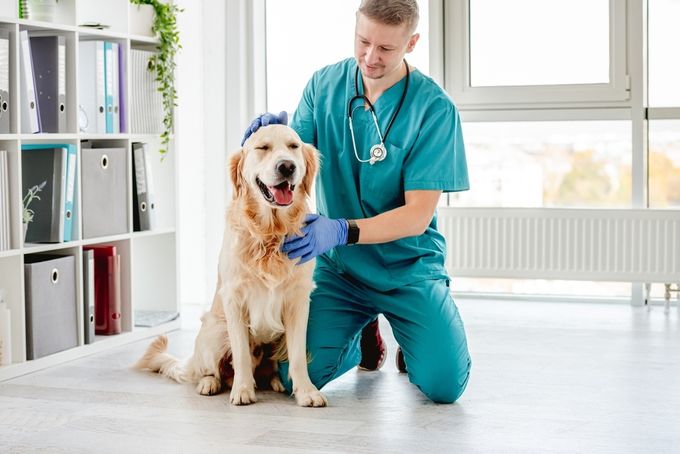 Veterinarian stroking golden retriever dog after appointment in clinic