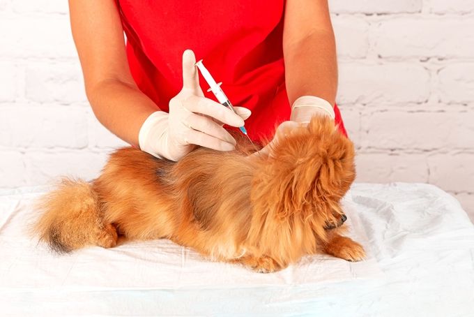 A vet testing a Pomeranian for Cushing's Disease