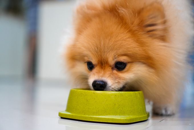 A Pomeranian puppy eating their favorite food, avoiding common eating issues