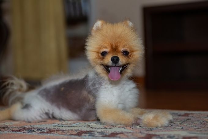 A Pomeranian suffering from hair loss caused by black skin disease