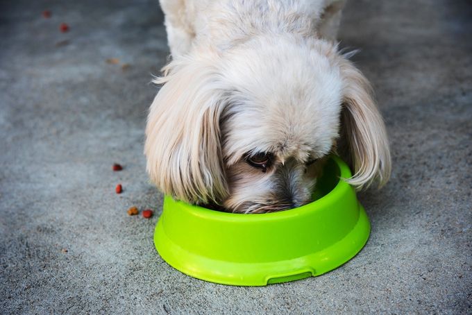Shih Tzu eating the right amount of food to prevent eating disorders