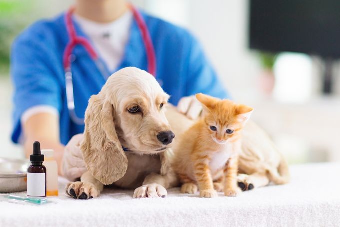 A vet performing a routine insurance-covered examination of a dog and a cat.