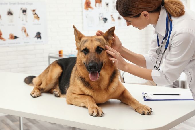 An insurance-covered vet examination of a German Shepherd