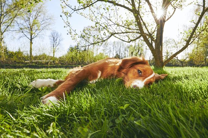 a lethargic brown and white dog laying on top of a lush green field