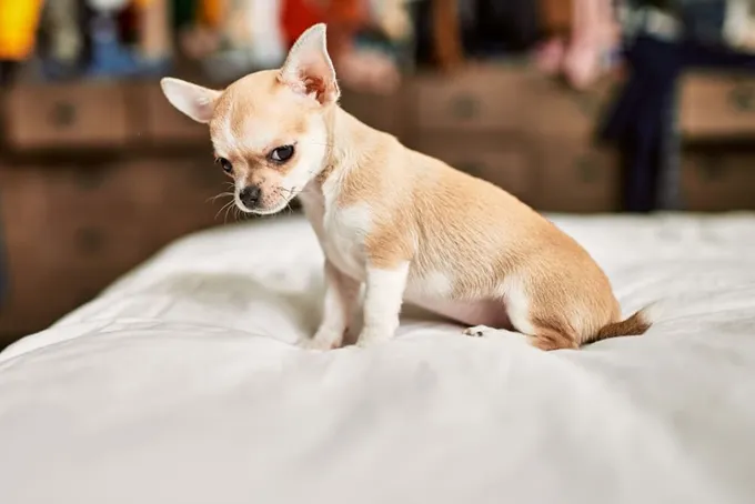 An angry Chihuahua