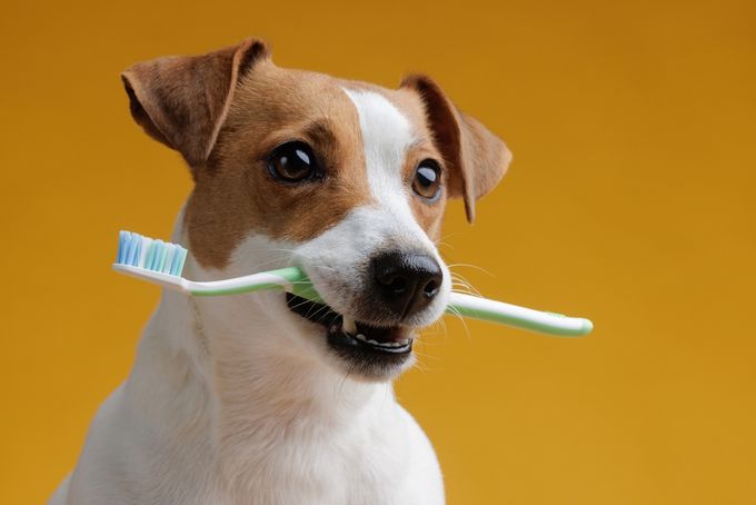 A Jack Russel with a toothbrush in its mouth.