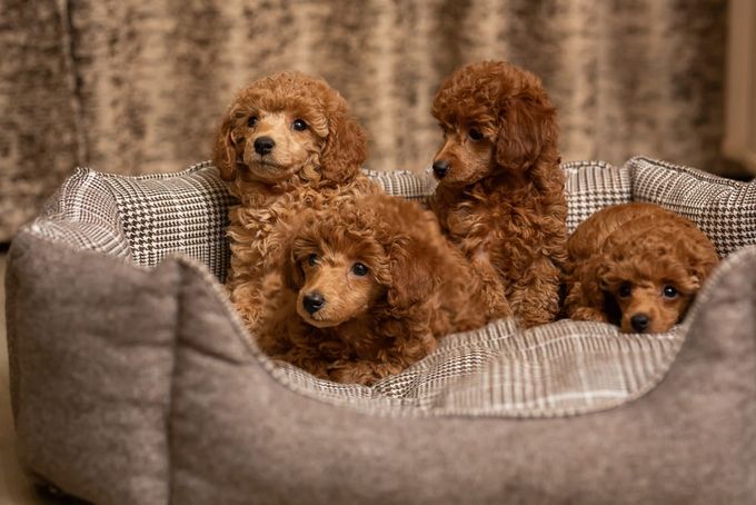a group of four poodle puppies sitting in a dog bedFour Miniature Poodles laying in a bed.a