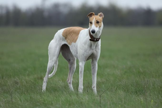 A Greyhound standing on top of a lush green field