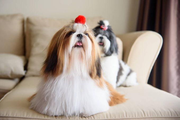 Two small Shihtzu dogs sitting on a couch