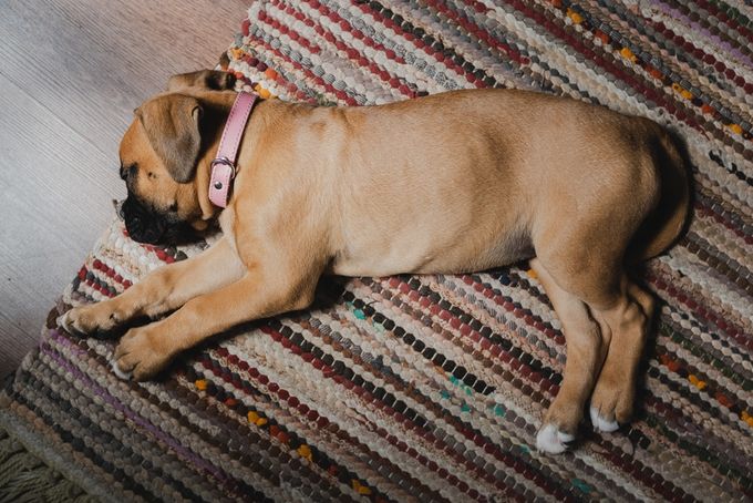 Sick Boxer Puppy Lying on a Rug