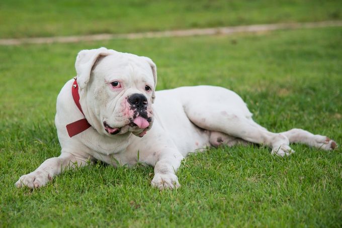 White Boxer Dog Lying in Grass