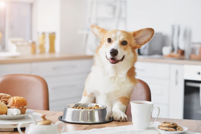 a dog is sitting at a table with a plate of food