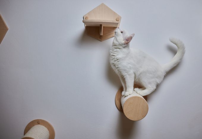 A cat sitting on a wall-mounted level.