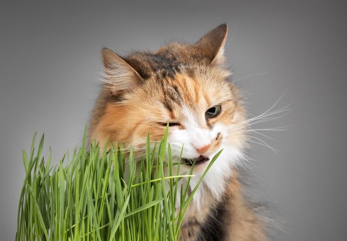 An indoor cat eating cat grass.
