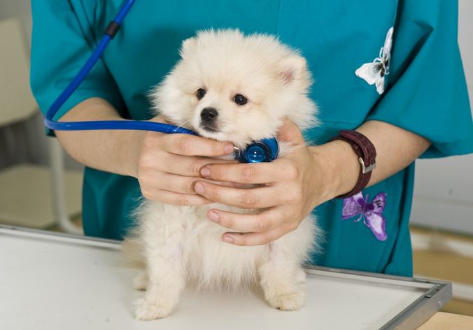 A Pomeranian dog being examined by a vet for breathing problems