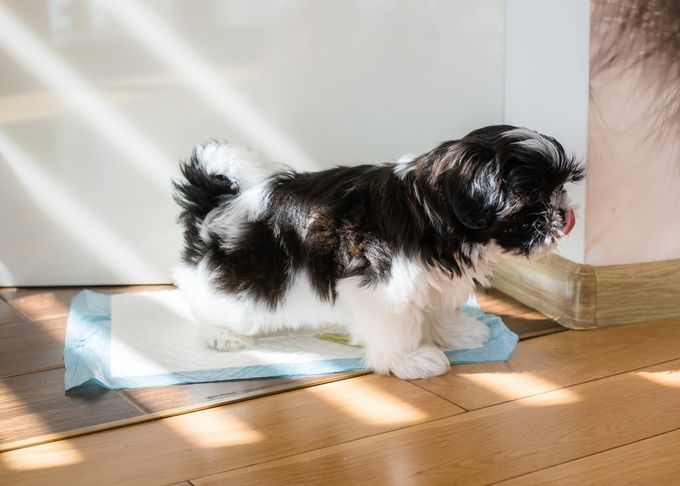 A Shih Tzu being toilet trained on a diaper
