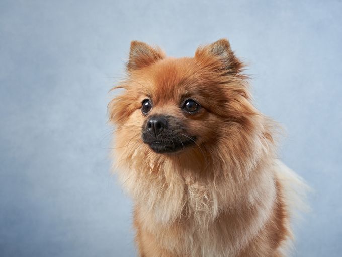 red fluffy dog on a blue background. Pomeranian portrait in studio