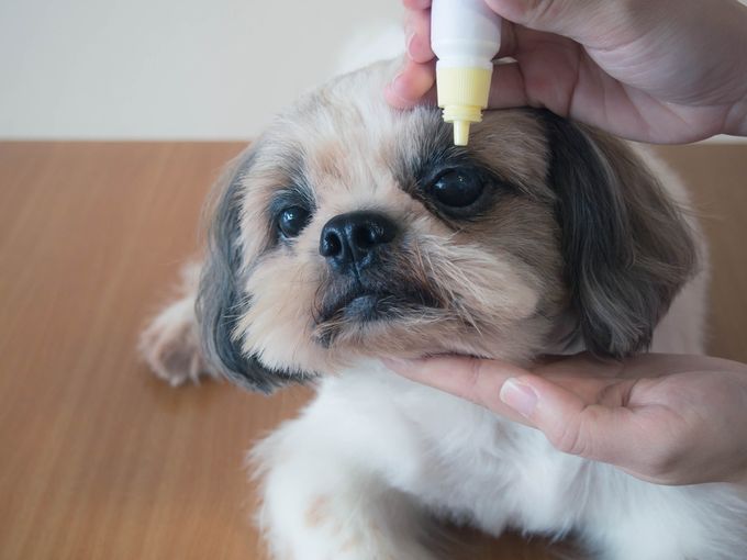 A vet applying eye drops to a Shih Tzu's eyes