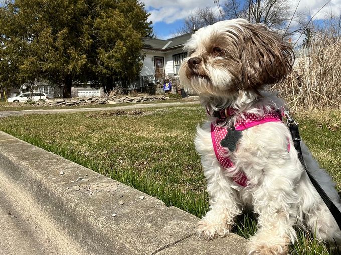 A Shih Tzu waiting for their owner outdoors - anxious about being left alone