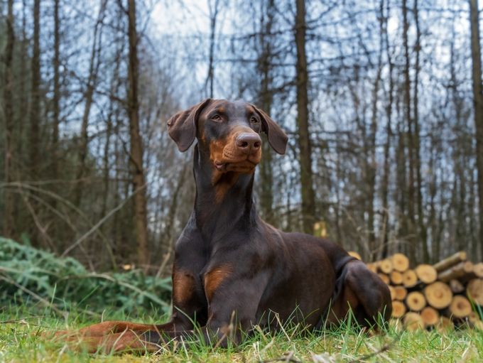 Image of an adult Doberman dog in the open air in nature