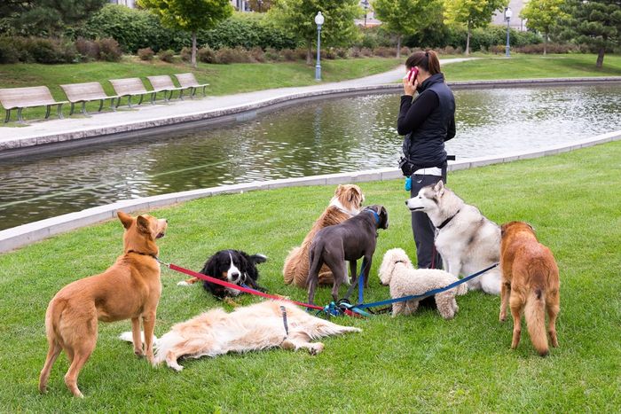 Group of dogs of different breeds waiting in park for their young female dog walker to finish her phone call