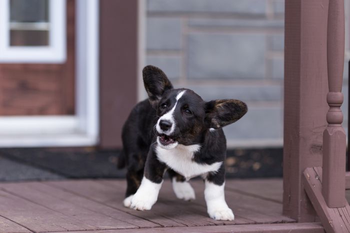 Funny black and white Welsh Corgi Cardigan puppy barking and jumping while guarding its home