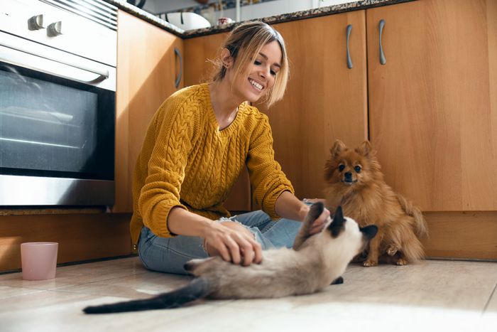 A dog and a cat playing with their owner, both covered by affordable pet insurance