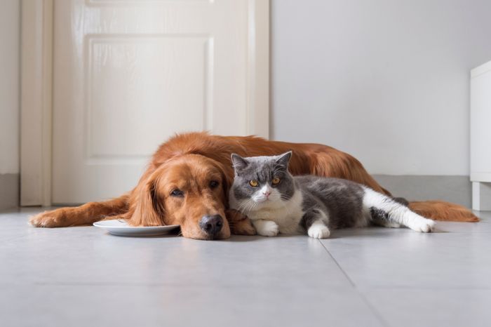 A cat and a dog relaxing on the floor covered by pet insurance