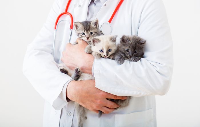 A vet in a lab coat holding three kittens for their first insurance covered checkup