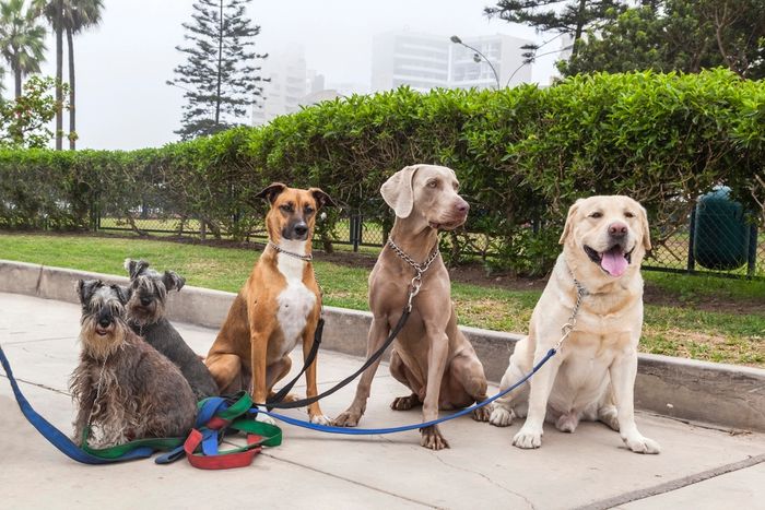 A diverse group of dogs being walked on a leash