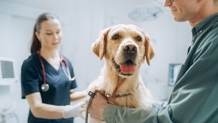 A dog being examined by a vet.