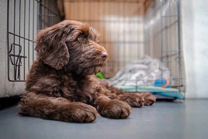 A calm dog in front of  a comfortable crate, embodying effective anxiety management