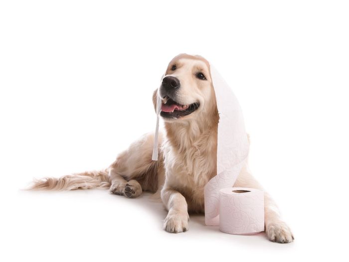 a dog with a roll of toilet paper wrapped around its head