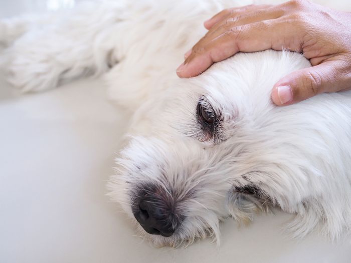 A close up of a person petting a white dog that has epilepsy.