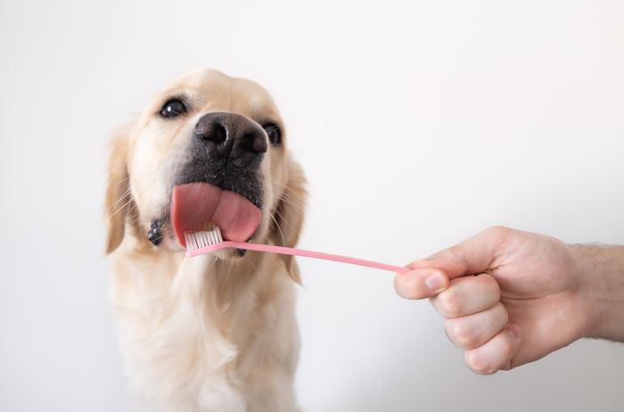 a close up of a person brushing a dog's teeth