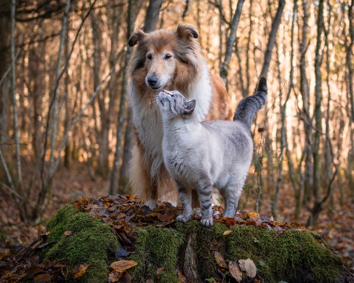 A dog and a cat standing in the woods.