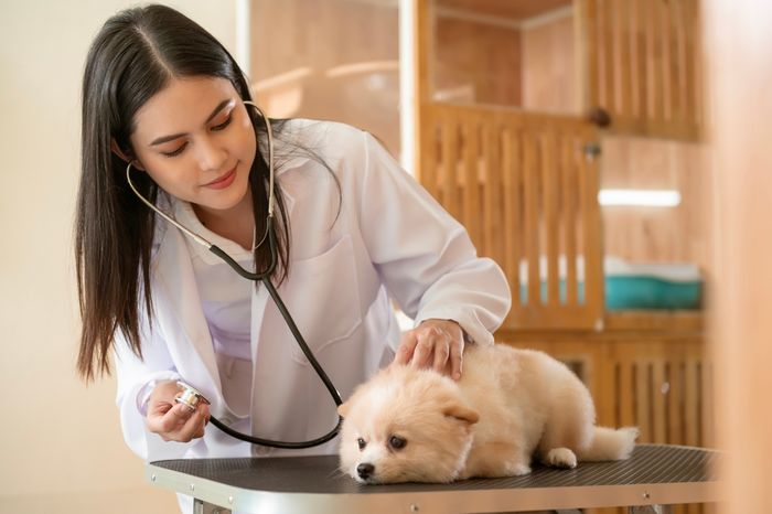 A female vet in a white lab coat examining a dog.