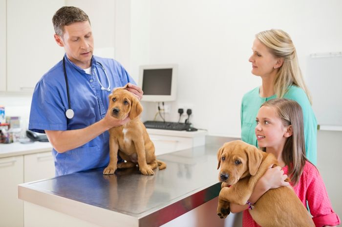 Veterinarian examining two dogs in vet's surgery.