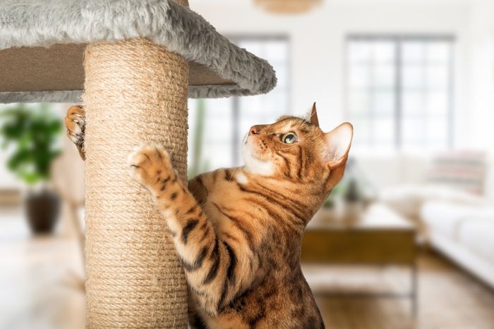 A cat standing on its hind legs against a scratching post.