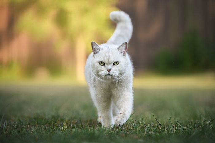 Cats' tails movements are nonverbal communicators of various things.