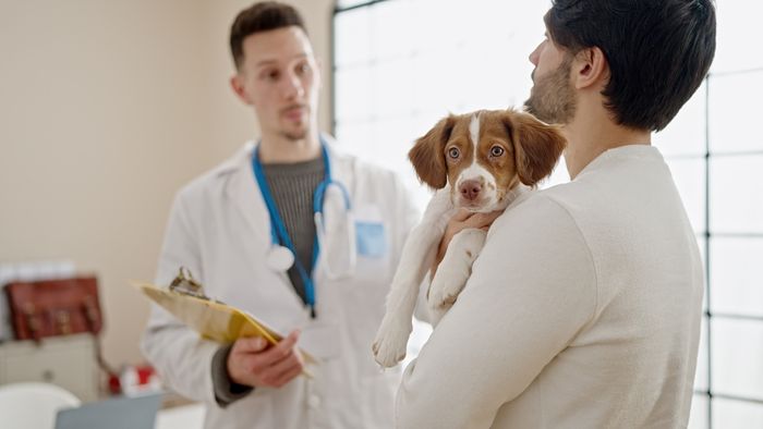 A dog is being examined by the vet.